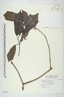 桃葉珊瑚藏品圖，第1張