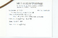 桃葉珊瑚藏品圖，第2張