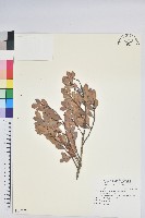 凹葉越橘藏品圖，第1張