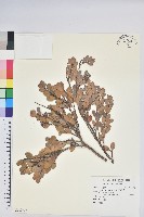 凹葉越橘藏品圖，第1張