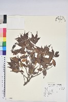 珍珠花、長尾葉越橘藏品圖，第1張