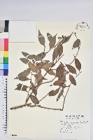 珍珠花、長尾葉越橘藏品圖，第1張