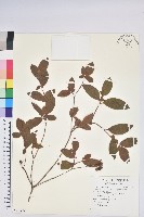 紅毛杜鵑藏品圖，第1張