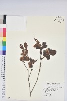 金毛杜鵑藏品圖，第1張