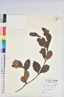 金毛杜鵑藏品圖，第1張