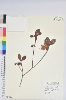 金毛杜鵑藏品圖，第1張