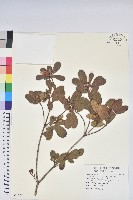 埔里杜鵑藏品圖，第1張