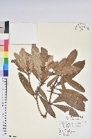 臺灣杜鵑藏品圖，第1張