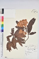 玉山杜鵑藏品圖，第1張