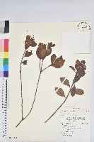 金毛杜鵑藏品圖，第1張