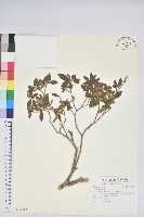 登錄號:S110085藏品圖，第1張