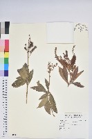 臺灣馬醉木藏品圖，第1張