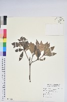 臺灣馬醉木藏品圖，第1張