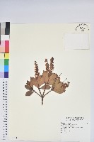 臺灣馬醉木藏品圖，第1張