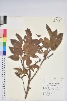 南燭藏品圖，第1張