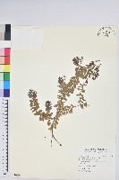 高山白珠樹藏品圖，第1張
