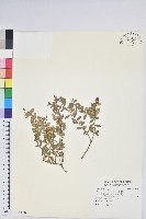 高山白珠樹藏品圖，第1張