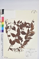 白珠樹藏品圖，第1張