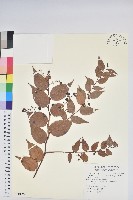 白珠樹藏品圖，第1張