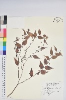 白珠樹藏品圖，第1張