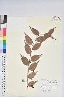 白珠樹藏品圖，第1張