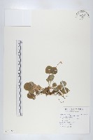 裂緣花藏品圖，第1張