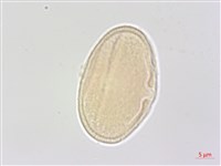 翼莖水芹菜藏品圖，第2張
