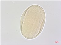 翼莖水芹菜藏品圖，第3張