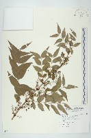 臺灣馬桑藏品圖，第1張