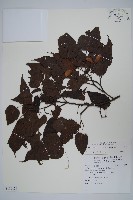 尖葉槭藏品圖，第1張