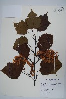 臺灣紅榨槭藏品圖，第1張