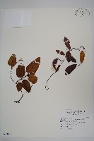 鷗蔓藏品圖，第1張