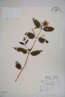 阿里山忍冬、漸尖葉忍冬藏品圖，第1張