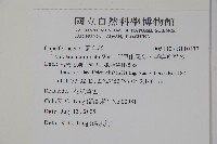 阿里山忍冬、漸尖葉忍冬藏品圖，第2張