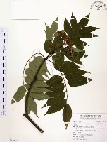 賊仔樹藏品圖，第1張