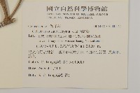 大葉南蛇藤藏品圖，第2張