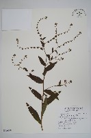 琉璃草藏品圖，第1張