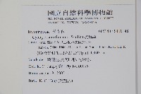 琉璃草藏品圖，第2張