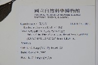 冇骨消藏品圖，第2張