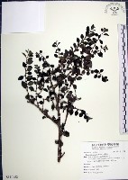 水雞油藏品圖，第1張