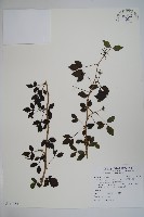 三葉五加藏品圖，第1張