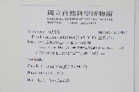 三葉五加藏品圖，第2張