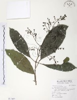 山香圓藏品圖，第1張