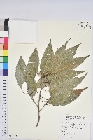 狹葉櫟藏品圖，第1張