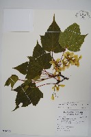 臺灣紅榨槭藏品圖，第1張