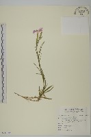 玉山石竹藏品圖，第1張