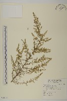 細葉山艾藏品圖，第1張