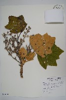 華參、裡白八角金盤藏品圖，第1張