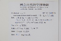 華參、裡白八角金盤藏品圖，第2張