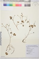 鹿場毛茛藏品圖，第1張